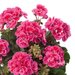 Зональная, кустовая пеларгония (герань) Trendix Dark Green Rose Eye